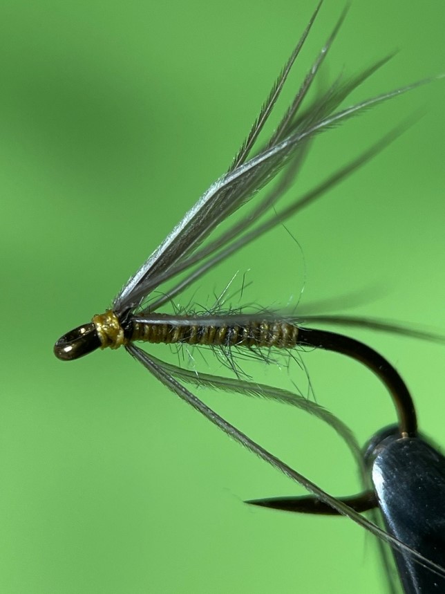 Waterhen Bloa